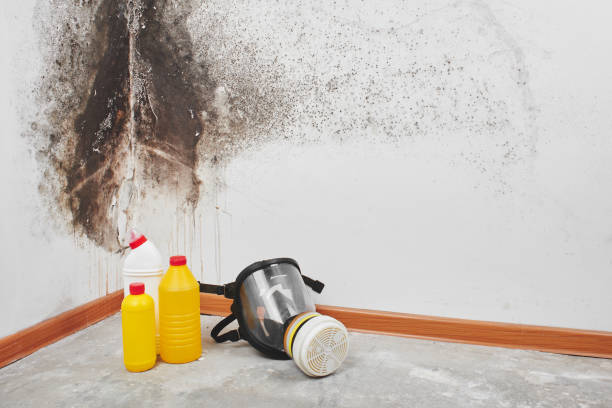 Best Localized Mold Remediation (e.g., coastal areas, humid climates) in Woodbridge, CA