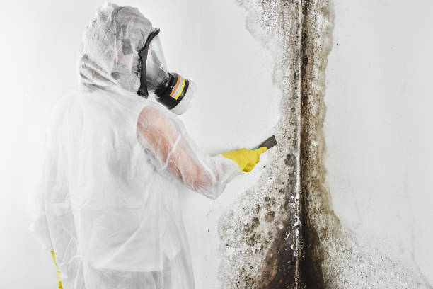 Best Commercial Mold Remediation in Woodbridge, CA