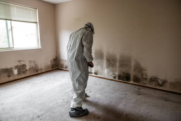 Trusted Woodbridge, CA Mold Remediation Experts