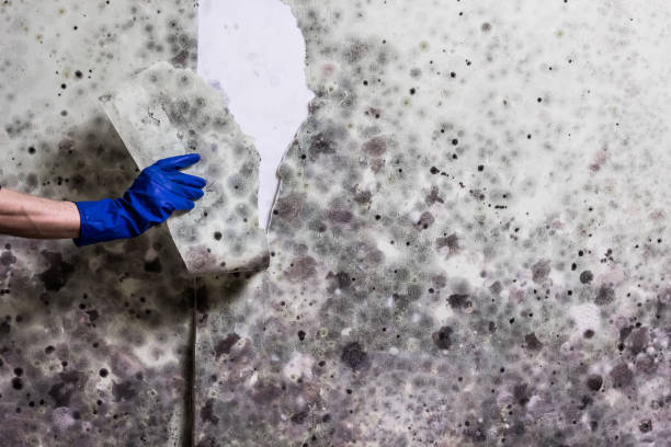 Best White Mold Remediation in Woodbridge, CA