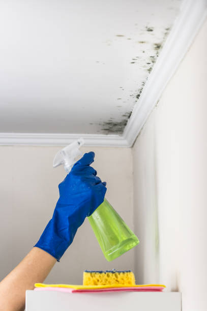 Best Localized Mold Remediation (e.g., coastal areas, humid climates) in Woodbridge, CA